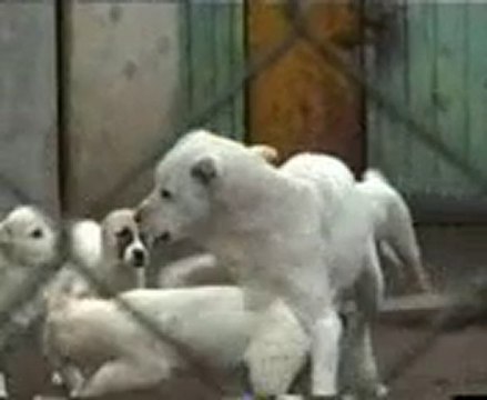 Щенки Сен Сао Актобе и Шерхана(Саламатин)