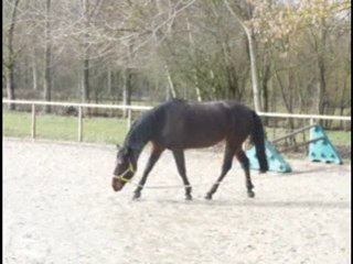 Razièle en longe, février 2010