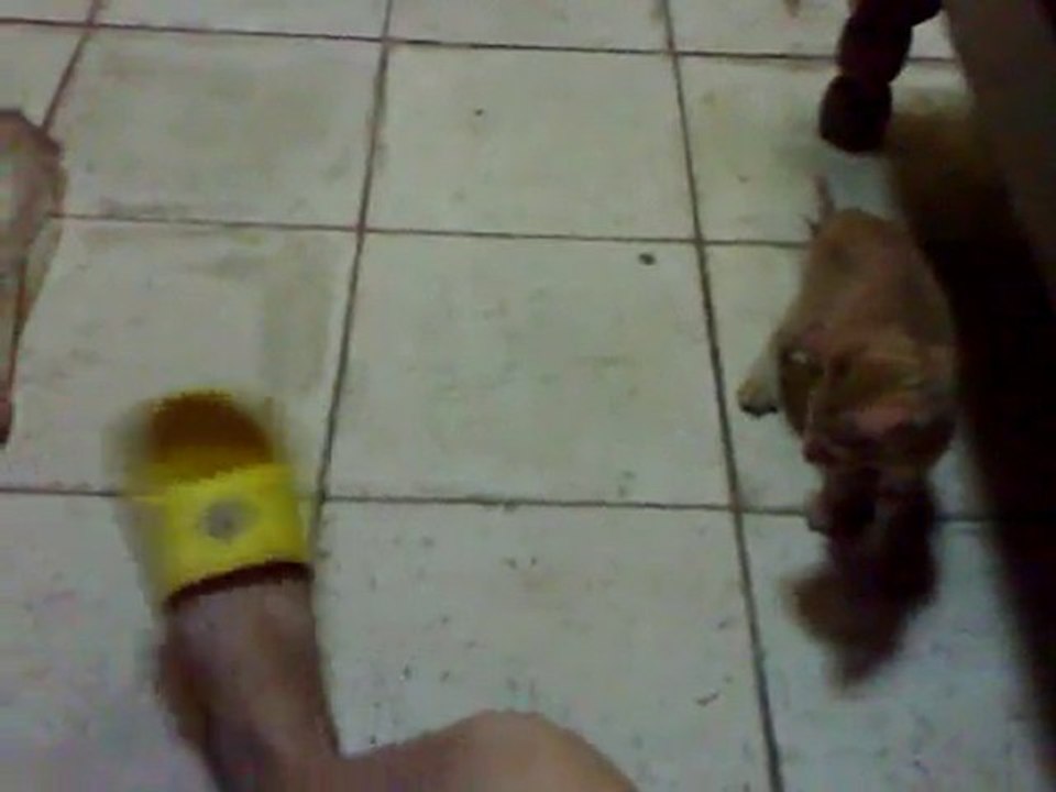 Garfield Jumping all around