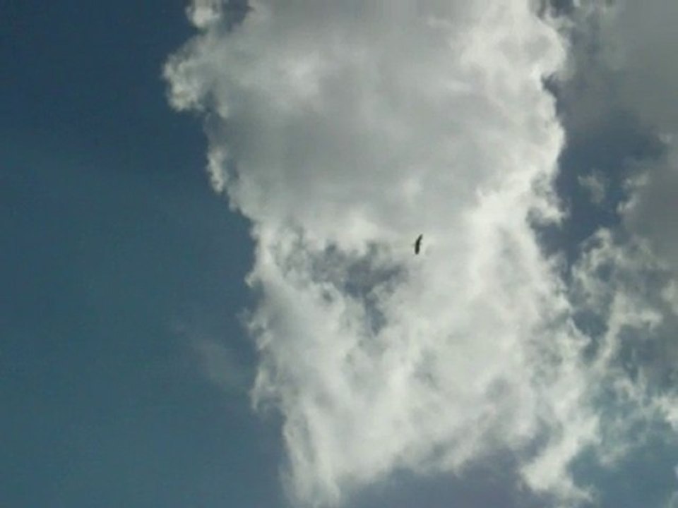 Vol de Rapaces dans le ciel de Ceyreste