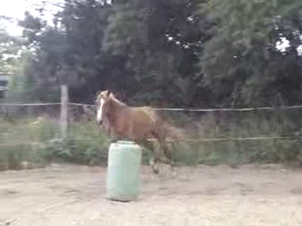 Ecuries du Nevez Toys