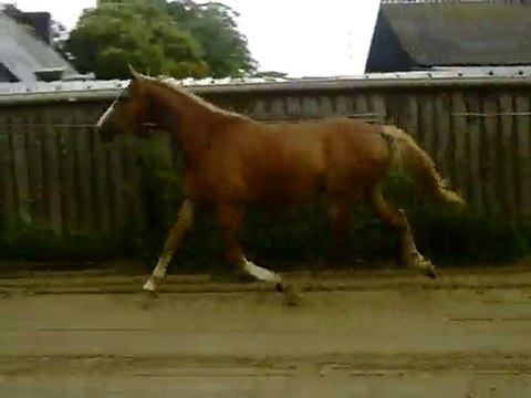 Ecuries du Nevez Toys 1