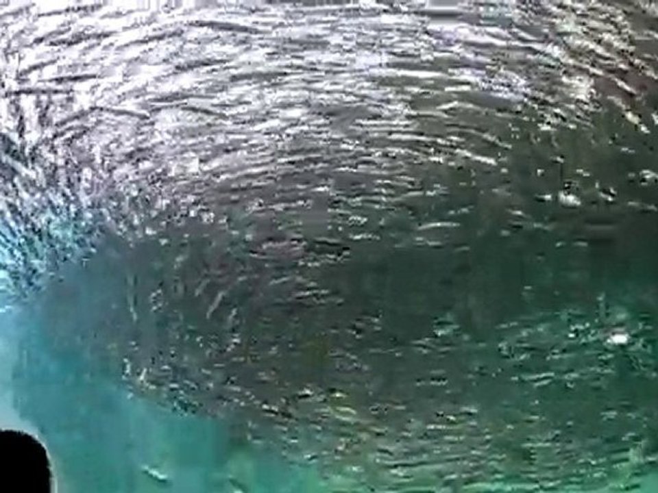 下関の水族館の海響館のイワシです