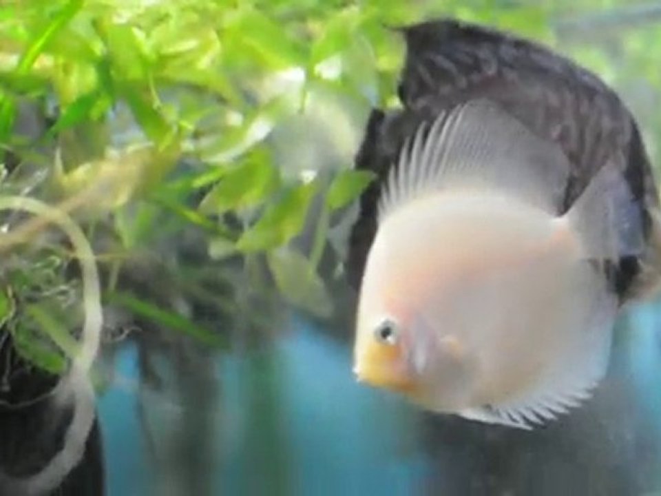 Discus malades