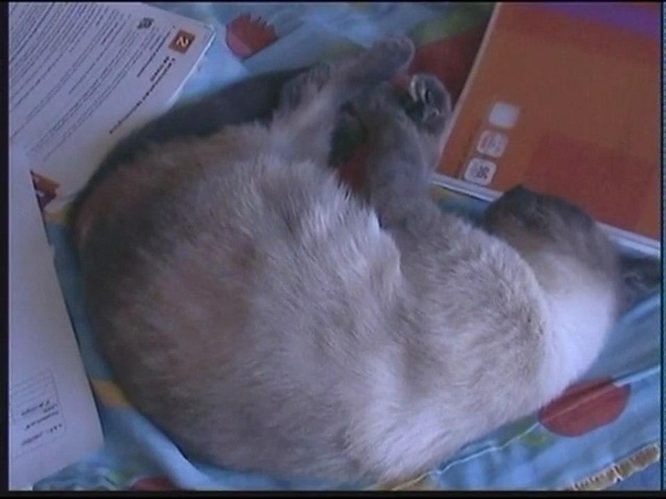 Mon chat en train de ronfler