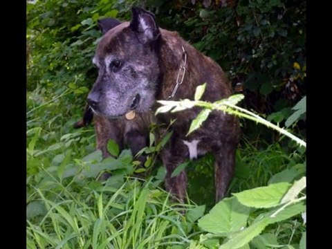 Rencontre avec les chiens des Amis des Bêtes