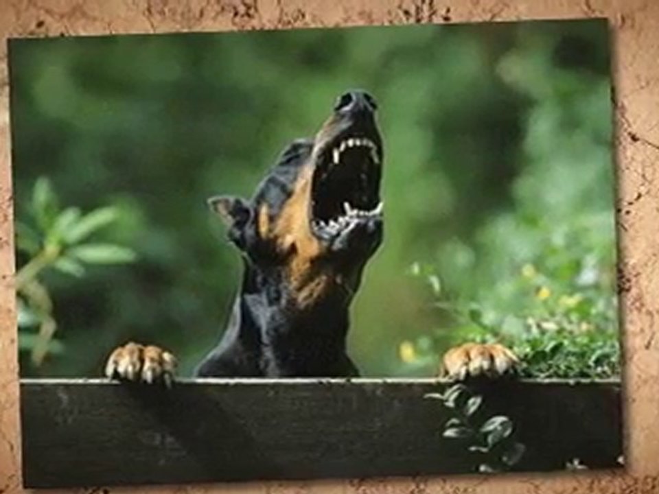 BarkOff - Most Inexpensive Option for Barking Dog Devices