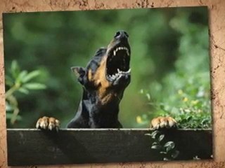 BarkOff - Most Inexpensive Option for Barking Dog Devices