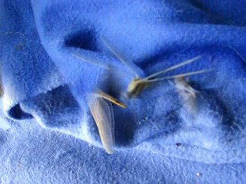 session bray sur somme su 11 juillet au 16 juillet 2010