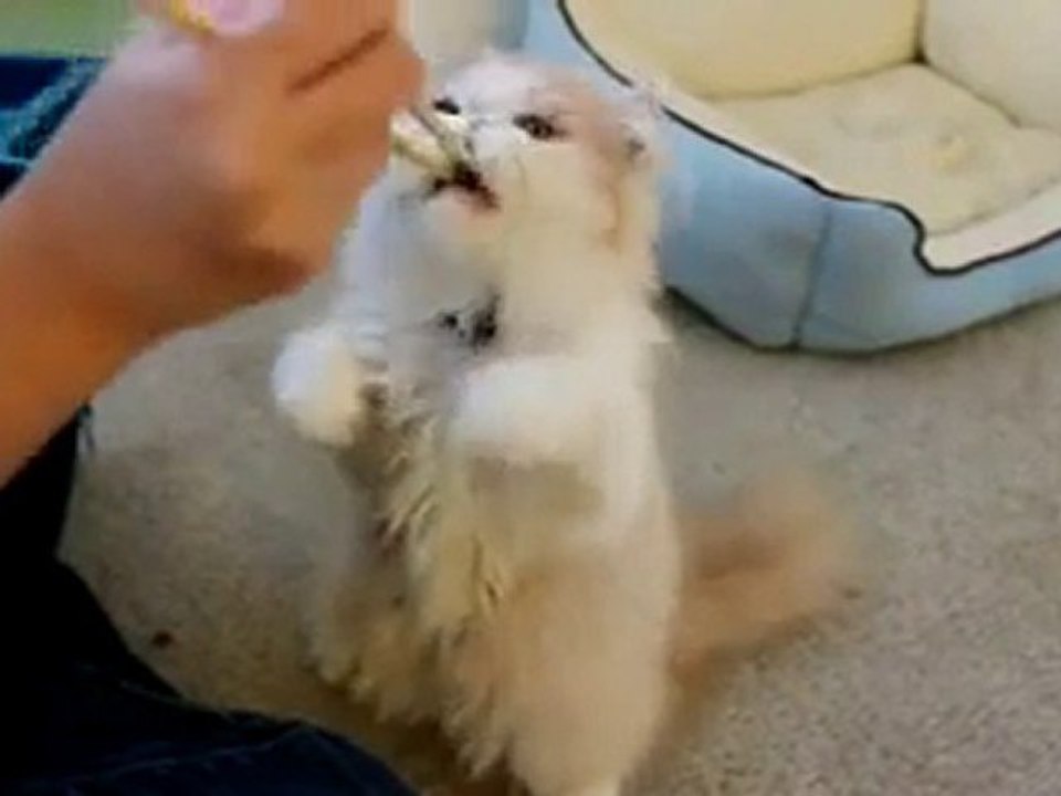 Pisikek xwarin dixwe :)