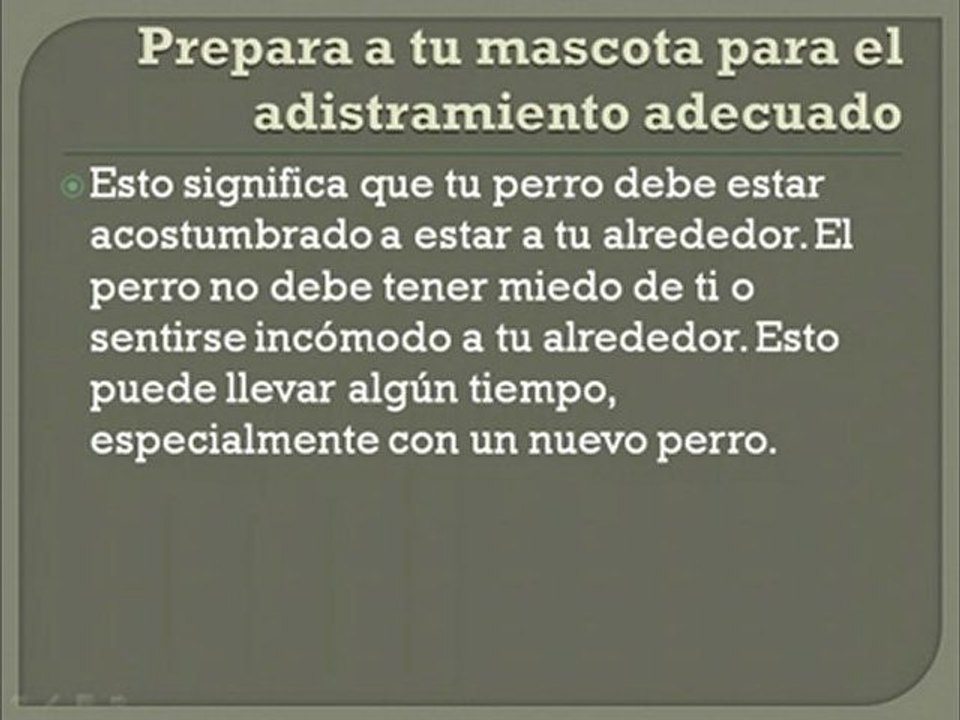 Pasos Para Adiestrar Perros