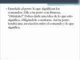 Pasos Como Adiestrar Perros - Enseñar Perro Sentarse