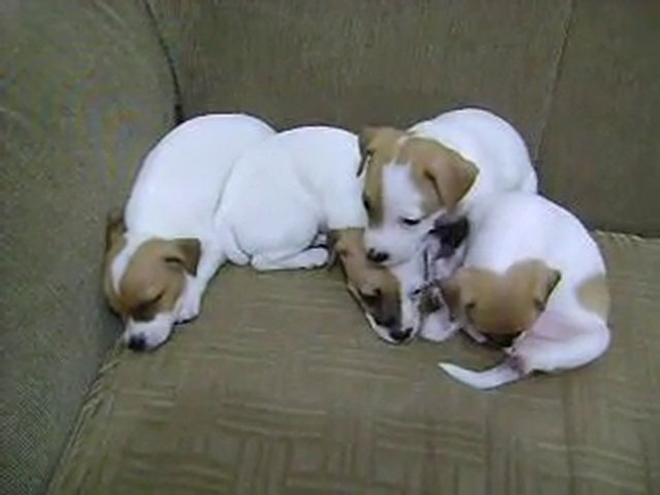 Camada de jack russel jugando antes de dormir