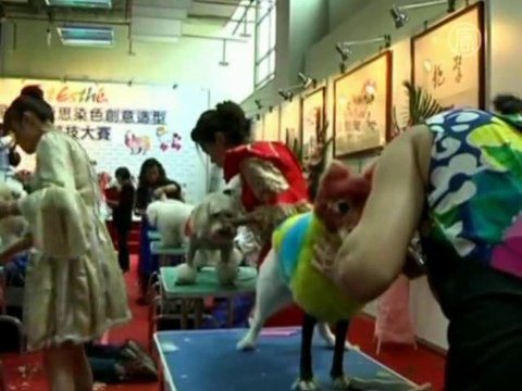 Без комментариев: шоу собак в Тайбэе