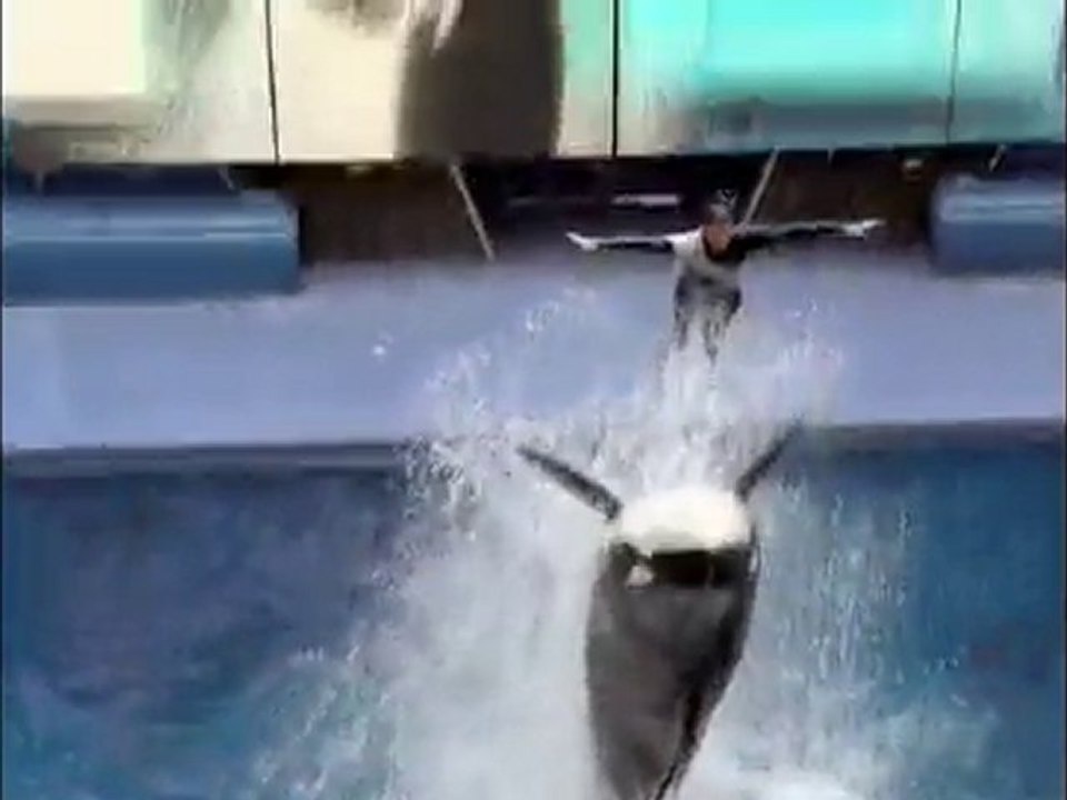 Dawn Therese Brancheau's SeaWorld Orlando