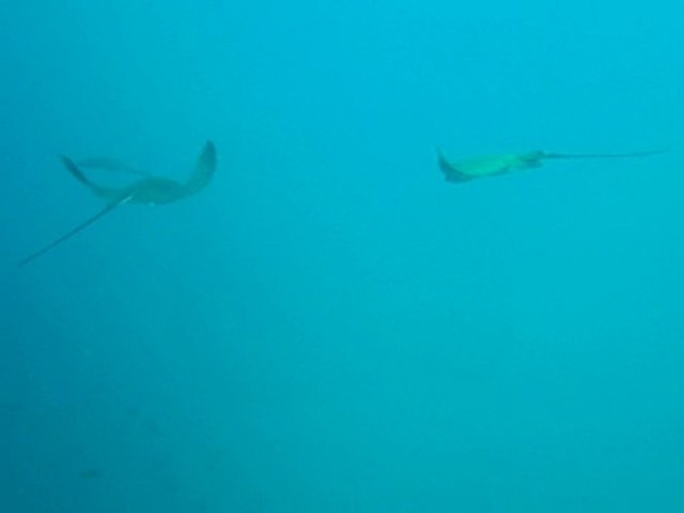 Myliobatis aquila