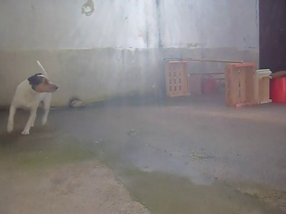 Mon chien en saut ( spa de largueur 1m )