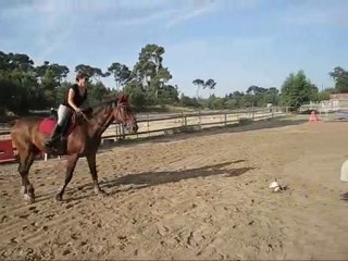 Horse Ball Cathy