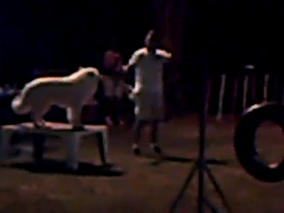 agility nocturne blagnac 2010 (11)