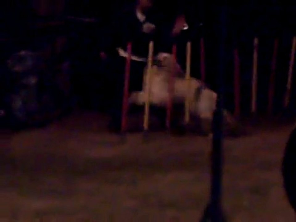 agility nocturne blagnac 2010 (12)