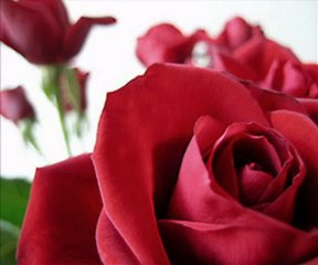 Açılan Bir Gül Gibi....Zeki Müren !!!