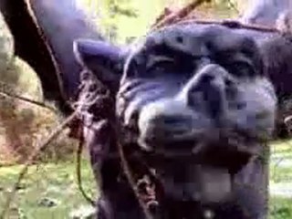 Making of Avril Lavigne's Forbidden Rose commercial