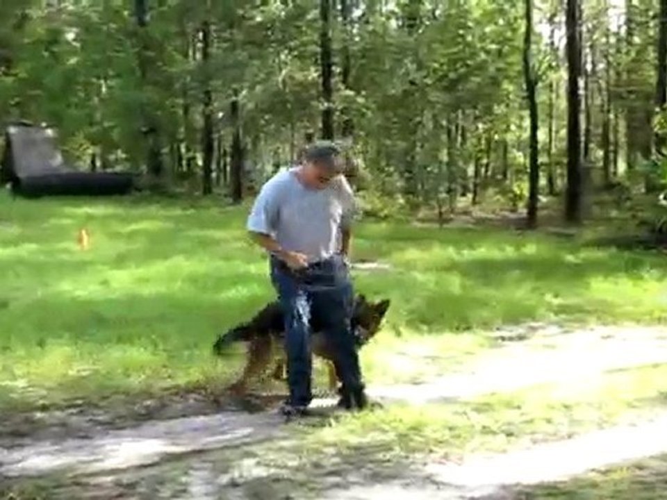 German Shepherd Obedience Commands in Slovak