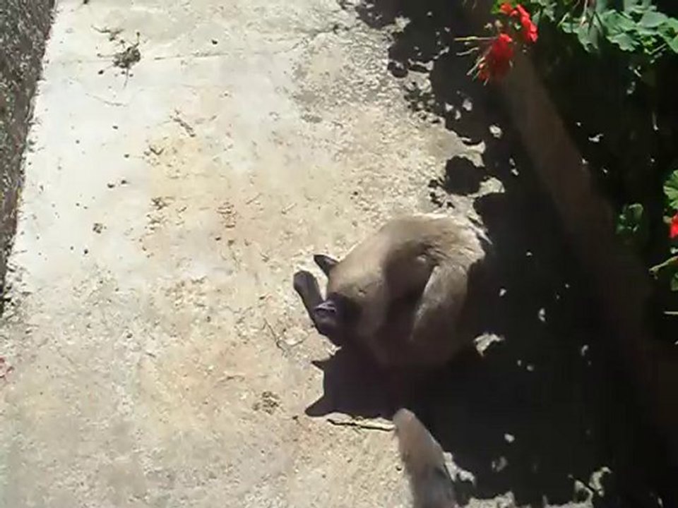 Tomy, mon chat