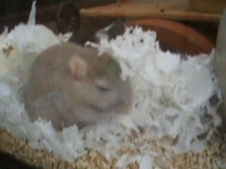 Vadrouille & Violette