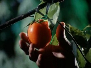 Το νησί των λουλουδιών