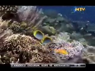 Deniz dibi İlahi Sanat Esmaul Husna