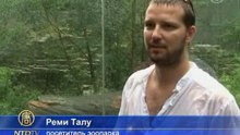 Детёныши амурских леопардов впервые вышли в свет