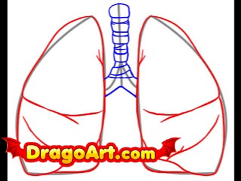 How to draw lungs, step by step