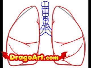 How to draw lungs, step by step