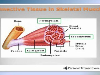 Muscular System  Part 1