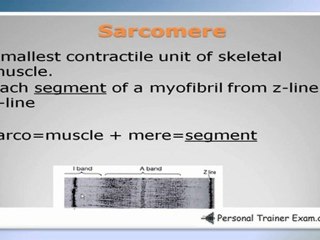 Muscular System Part 2