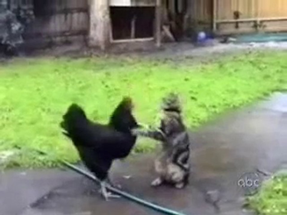 Bu Kediler cok  KomiK xD