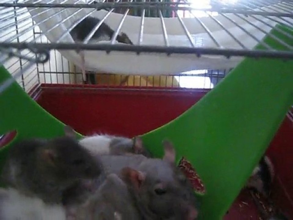 Les petits ont 4 semaines :)