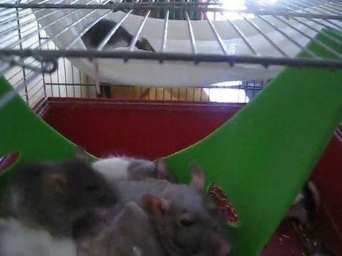 Les petits ont 4 semaines :)