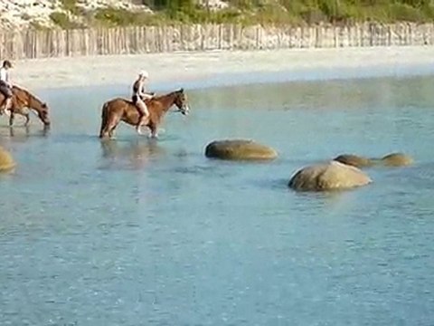 20100703 cheval palombagia 1