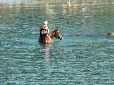 20100703 cheval palombagia 2