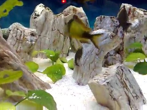 tropheus duboisi-ikola