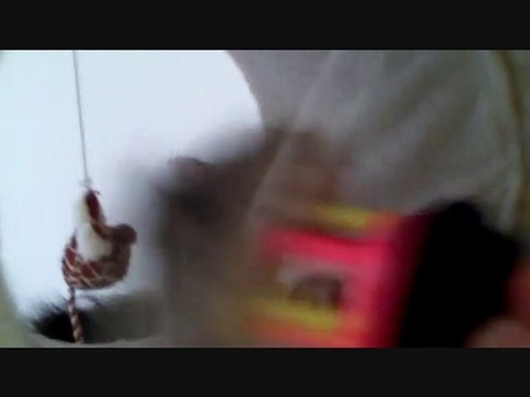 CHATTERIE DE L ANTRE DE CHRYSTAL/CHRYSTALBEAR CATTERY