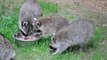 Waschbären beim Fressen im Wildgehege Hellenthal