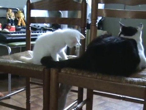 bataille de chatons. Sandra et sandrine au quotidien