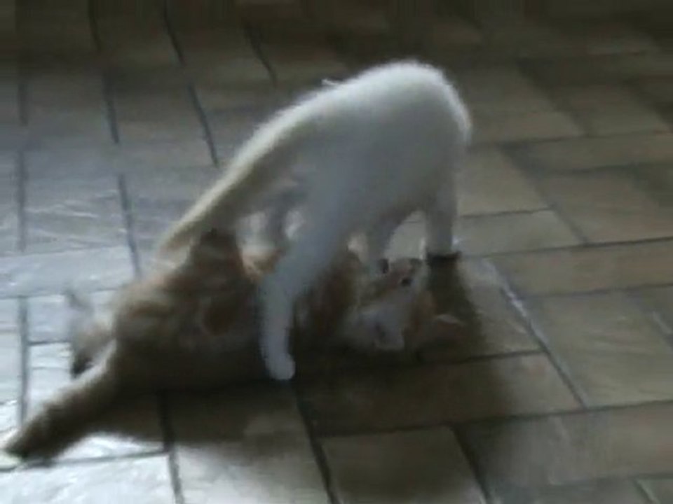 bataille de chatons Sandra et Sandrine au quotidien