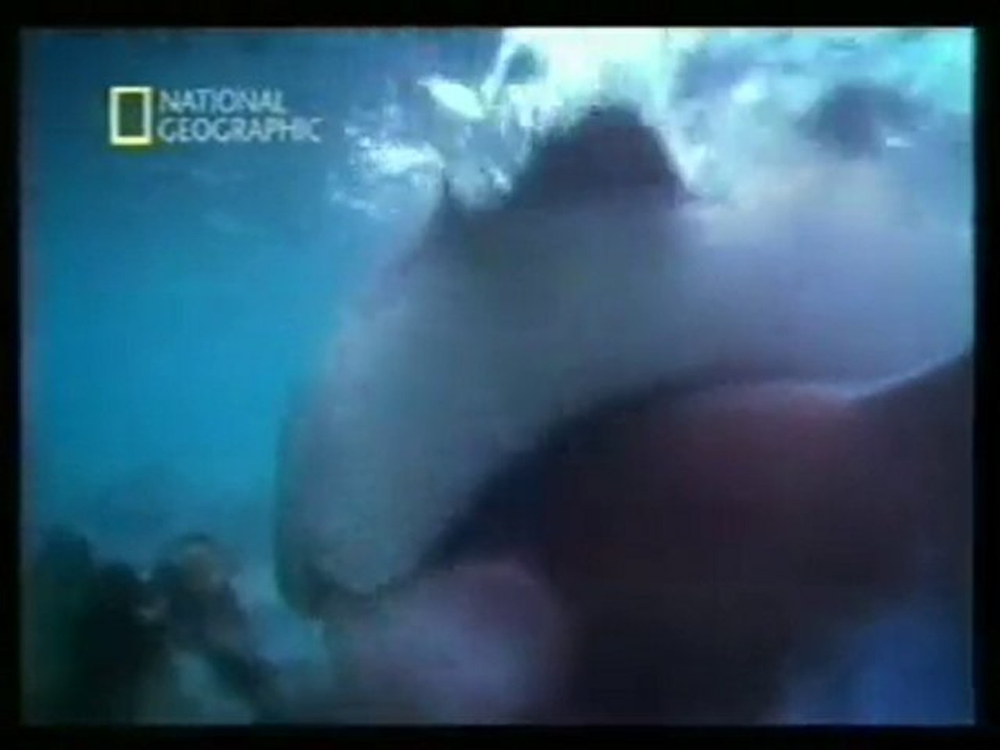 beastforum Mundo animal: Sexo violento - Vídeo Dailymotion