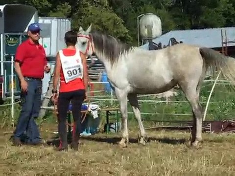 trotting final 1ère 90km
