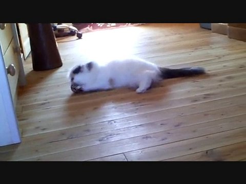 CHATTERIE DE L ANTRE DE CHRYSTAL / CHRYSTALBEAR CATTERY