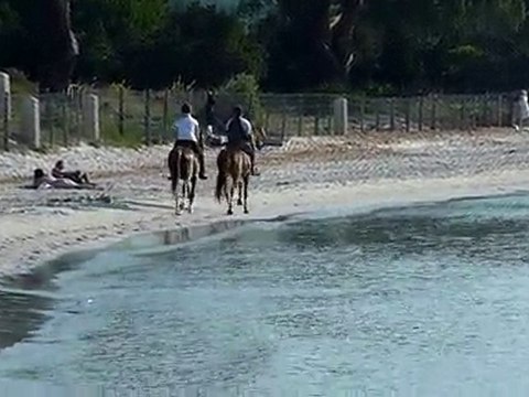 20100703 cheval palombagia 8